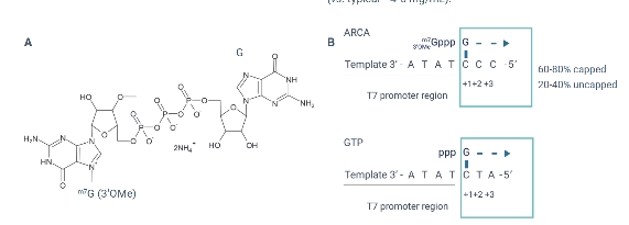 Simplifying manufacturing of alphavirus self-amplifying RNA replicons