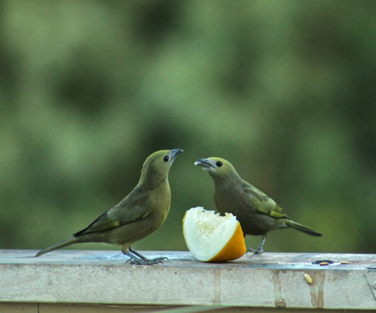 Reimagining Your Competitors as Collaborators
